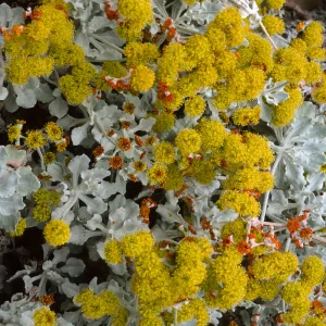 Eriogonum crocatum, SBBG