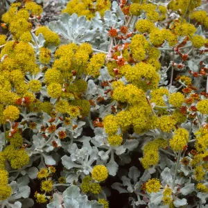 Eriogonum crocatum, SBBG