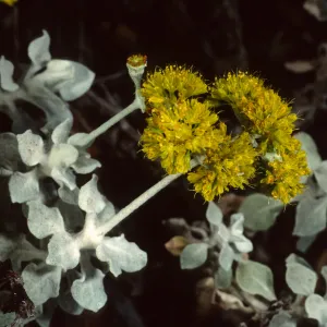 Eriogonum crocatum, SBBG