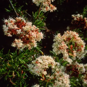 Eriogonum fasciculatum, SBBG