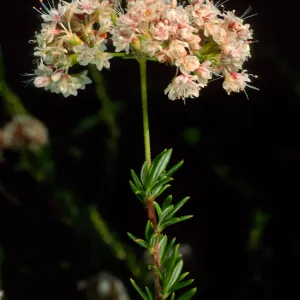 Eriogonum fasciculatum, SBBG