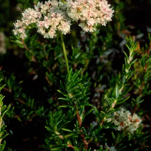 Eriogonum fasciculatum, SBBG