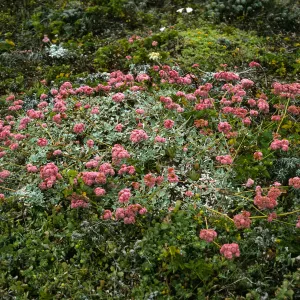Eriogonum grande rubescens, Harris Point, San Miguel Isl.