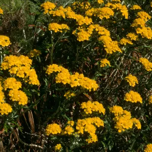 Eriophyllum conferiflorum, Lower Windmill Cyn, S. Rosa Isl.