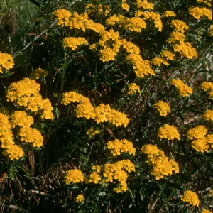 Eriophyllum conferiflorum, Lower Windmill Cyn, S. Rosa Isl.