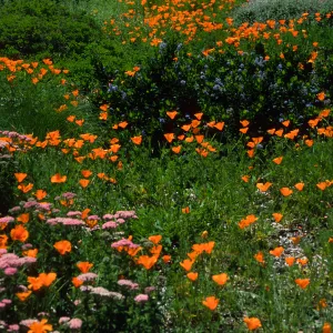 Eschscholzia, (California Poppy) Achillea, (Yarrow) SBBG Meadow
