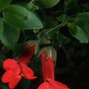 Gambelia speciosa, SBBG front entrance