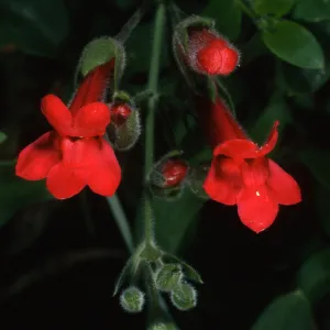 Gambelia speciosa, SBBG front entrance