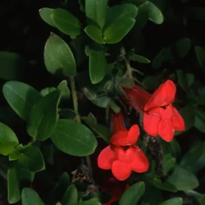 Gambelia speciosa, SBBG front entrance