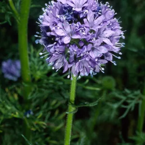 Gilia capitata, SBBG