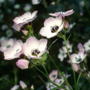 Gilia tricolor, El Portal