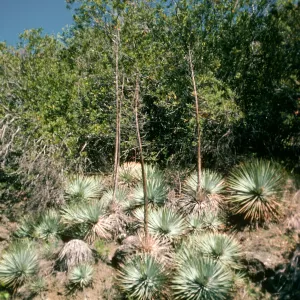Yucca whipplei, 19 Oaks Trail