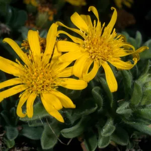Heterotheca San Bruno Mtn., SBBG Meadow