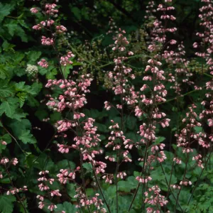 Heuchera 'Rosada', SBBG