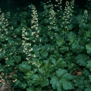 Heuchera maxima, SBBG Arroyo