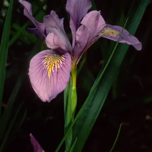 Iris douglasiana, SBBG