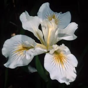 Iris douglasisana 'Canyon Snow', SBBG