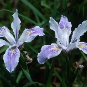 Iris douglasiana SBBG