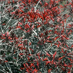 Justicia californica, Joshua Tree