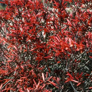 Justicia californica, Joshua Tree