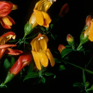 Keckiella antirrhinoides x K. cordifolia, SBBG