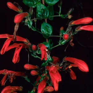 Keckiella cordifolia, Avalon Cyn., Catalina Isl.