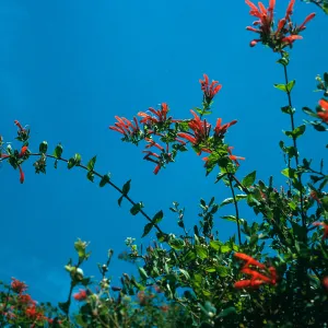 Keckiella cordifolia, upper E. for, Norqueta Cyn., S. Cruz Isl.
