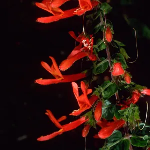 Keckiella cordifolia, SBBG