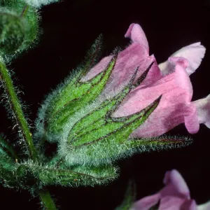 Lepechinia fragrans, Airport Rd., Catalina Isl.