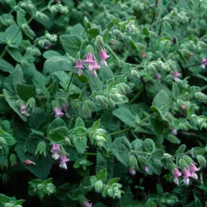 Lepechinia fragrans, Airport Rd., Catalina Isl.