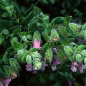 Lepechinia fragrans, Airport Rd., Catalina Isl.