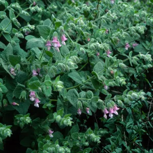 Lepechinia fragrans, Airport Rd. Catalina Isl.