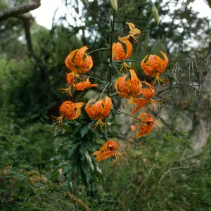 Lilium humboldti, central valley W. of UC fiels station, S. Cruz Isl.