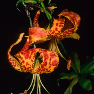 Lilium pardilinum, SBBG Arroyo