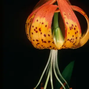 Lilium pardalinum, Sisquoc River below Lower Bear Camp