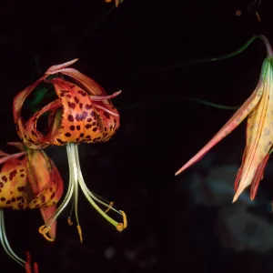 Lilium pardilinum, SBBG Arroyo