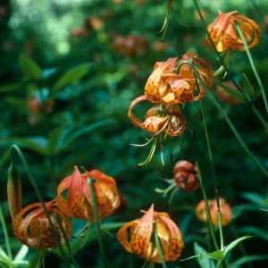 Lilium pardalinum, Sisquoc River below Lower Bear Creek Camp