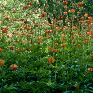 Lilium pardalinum, Sisquoc River below Lower Bear Creek Camp