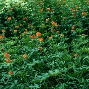 Lilium pardalinum, Sisquoc River below Lower Bear Creek Camp
