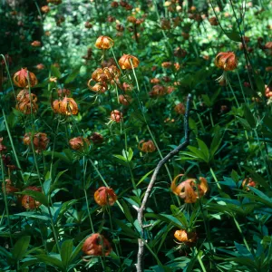 Lilium pardalinum, Sisquoc River below Lower Bear Creek Camp