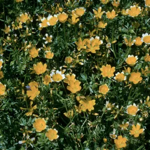 Limnanthes, SBBG Meadow