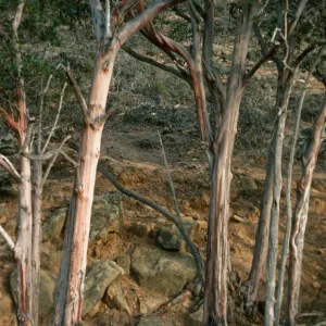 Lyonothamnus floribundus asplenifolius, canyon W. of south point ridge, W. of peak 1017, S. Rosa Isl.