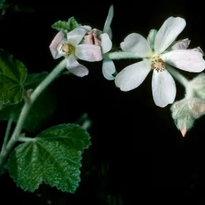 Malacothamnus clementinus, SBBG