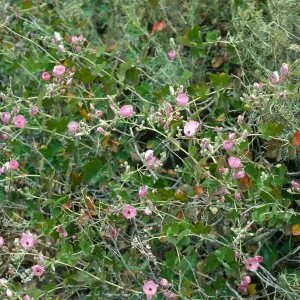 Malocothamnus fasciculatus v. nesioticus, Christy ranch outhouse, S. Cruz Isl.