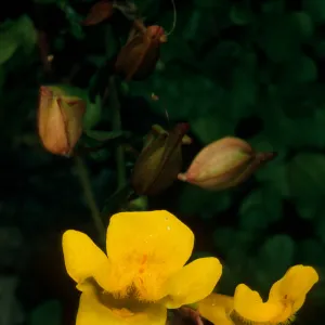 Mimulus guttatus, Jade Cove, Monterey Co.
