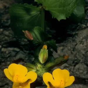 Mimulus guttatus, Jade Cove Monterey Co.