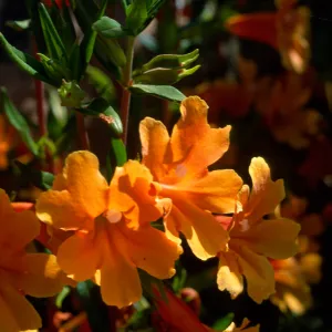 Mimulus 'Pumpkin', SBBG
