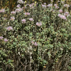 Monardella villosa obispoensis, W. Cuesta Ridge, s. Cruz Isl.