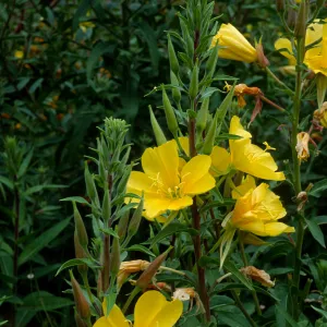 Oenothera elata, SBBG