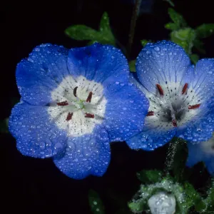 Nemophylla menziesii, Figueroa Mtn.